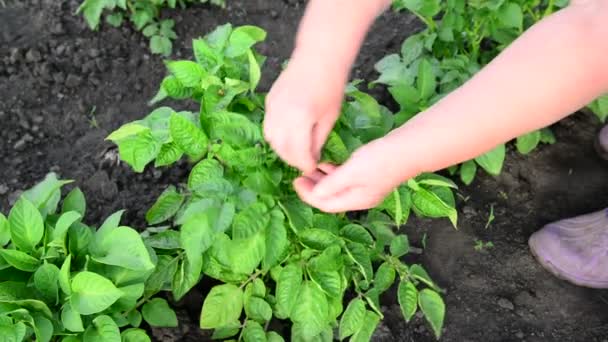 Жінка збирає жука з листя картоплі — стокове відео