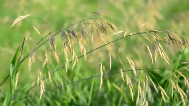 Herbe de prairie Bromus dans la journée d'été — Video