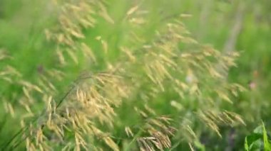 Püsküllü çayır çimen yaz gün