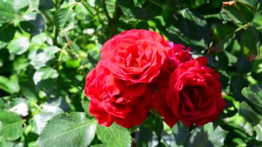 Arı pollinates kırmızı gül buketi