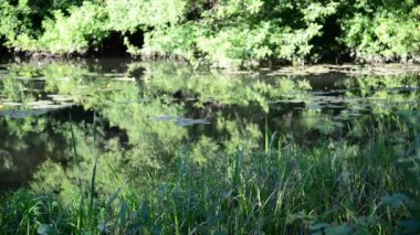 Rusya'daki küçük nehir