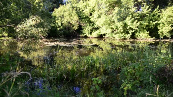 Kleiner Fluss in Zentralrussland — Stockvideo