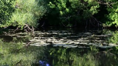 Rusya'daki küçük nehir