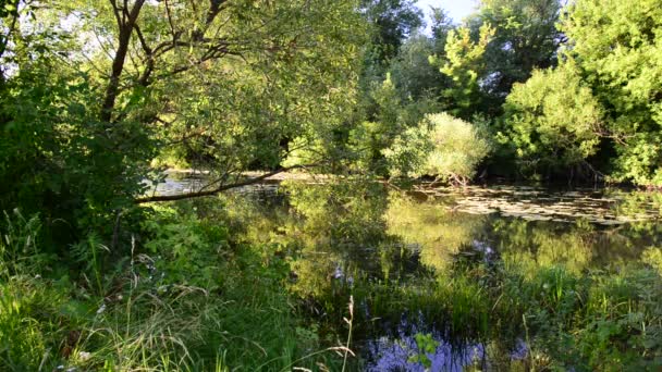 Kleiner Fluss in Zentralrussland — Stockvideo