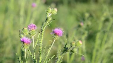 Thistle çiçek yaz adlı çayırda