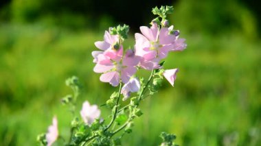Mor pembe çayır ebegümeci çiçek Malva yakın çekim