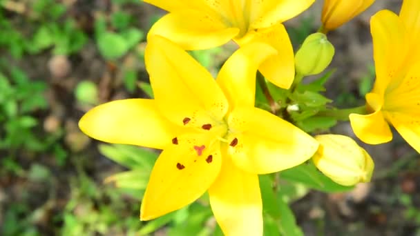 Large yellow lily in flowerbed — Stock Video