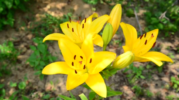 Duże żółte lily w kwietnik — Wideo stockowe