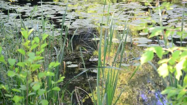 葦とロシア中央部で藻が茂る小さな川 — ストック動画