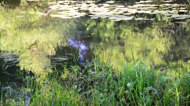 Small river overgrown with reeds and duckweed in central Russia — Stock Video