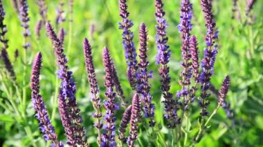 Çiçekli Salvia officinalis çayır yakın çekim
