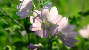 Mor pembe çayır ebegümeci çiçek Malva yakın çekim