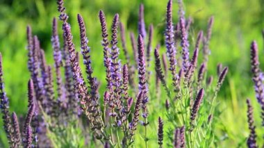 Çiçekli Salvia officinalis çayır yakın çekim