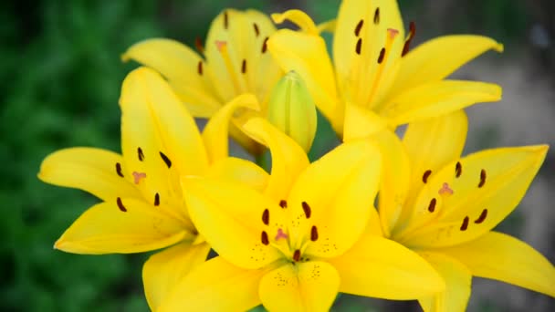 Bukett med stora gula liljor i trädgården — Stockvideo