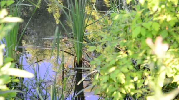 Kleiner Fluss in Zentralrussland mit Schilf und Wasserlinsen bewachsen — Stockvideo