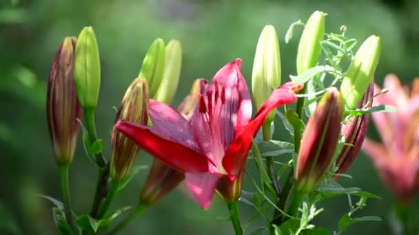 Stora rosa Lilja bevuxen med ogräs i blomsterrabatt — Stockvideo