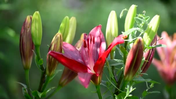 Grande lírio rosa coberto com ervas daninhas no canteiro de flores — Vídeo de Stock