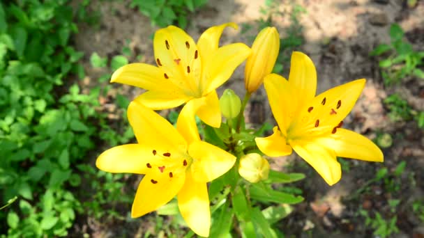 Grote gele lelie in flowerbed — Stockvideo