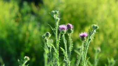 Thistle çiçek yaz adlı çayırda