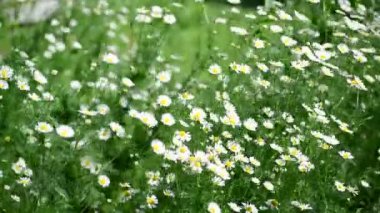 Yabani papatya güçlü rüzgârla sallanan