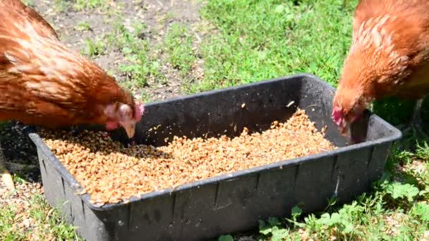 집 닭 구 유에서 곡물 펙 — 비디오