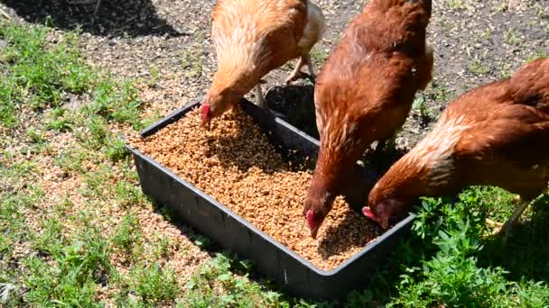 Hem kycklingar picka spannmål från tråg — Stockvideo
