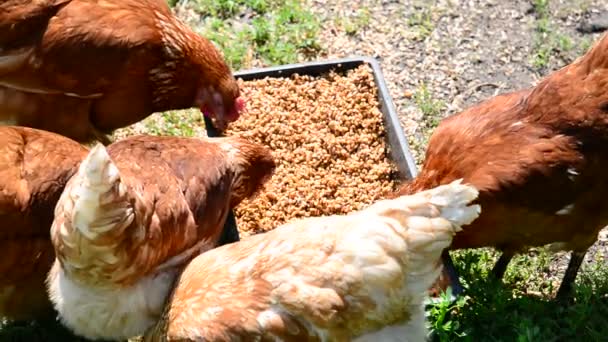 Home chickens peck grain from trough — Stock Video