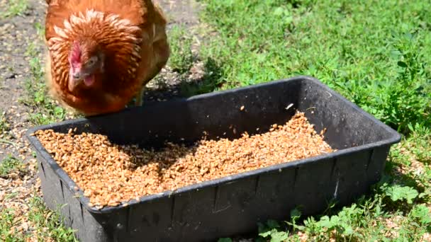 Accueil poulets picorent grain de la cuvette — Video