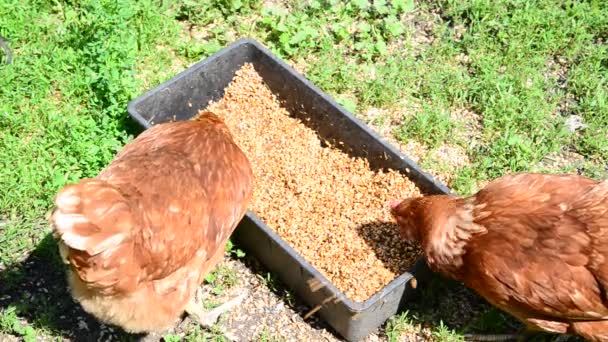 Hausgemachte Hühner picken Getreide aus Trog — Stockvideo