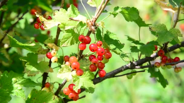 Zweig rote Johannisbeere im Garten an einem sonnigen Tag — Stockvideo