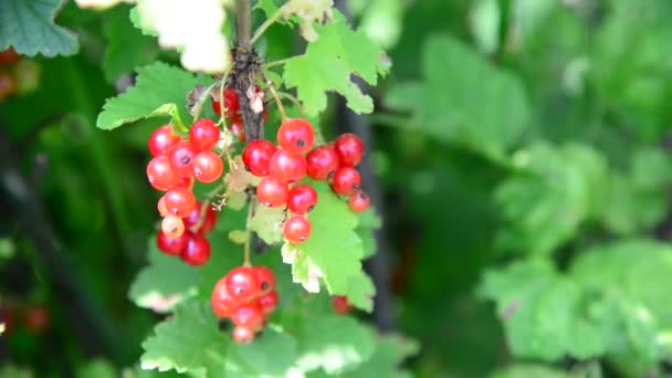 Grosella roja rama en el jardín — Vídeo de stock