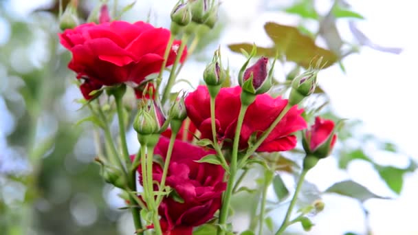 Krzew czerwonych róż na jasnym tle — Wideo stockowe