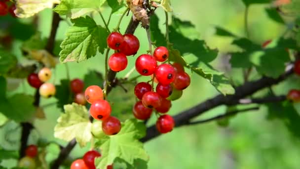 Branche groseille rouge dans le jardin par une journée ensoleillée — Video