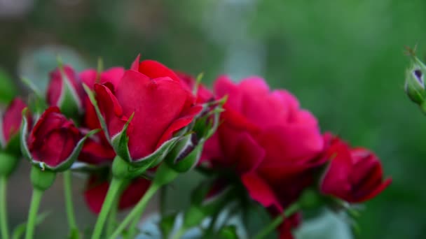 O arbusto de rosas vermelhas no jardim — Vídeo de Stock