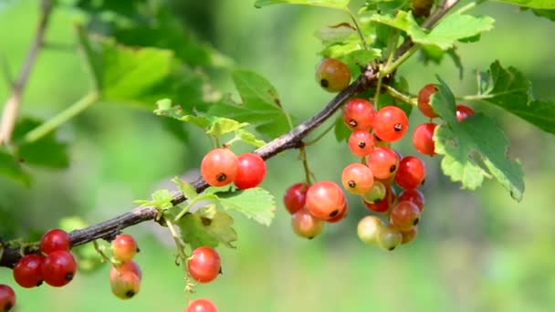 Grosella roja rama en el jardín en un día soleado — Vídeo de stock