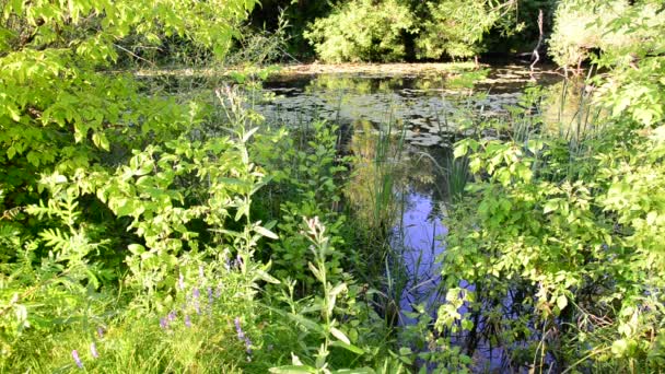 petite rivière en Russie centrale 