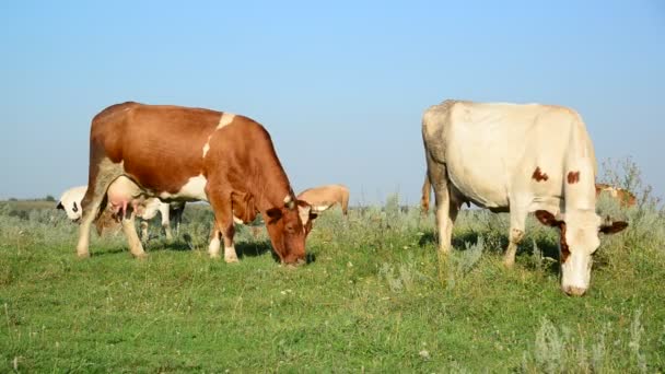 Bonte koe knabbelen van het gras in de Wei — Stockvideo