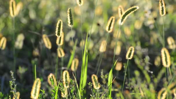 Weide gras bij het vaststellen van de zon — Stockvideo