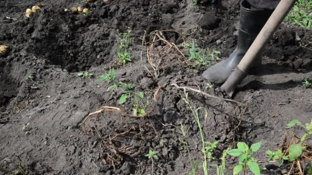 Чоловік викопує картоплю з землі лопатою — стокове відео