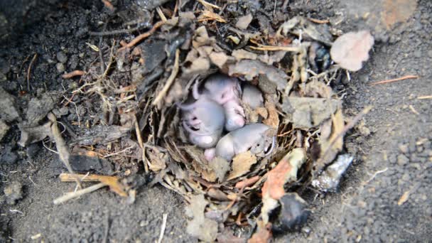 Newborn little mice in nest of the field — Stock Video