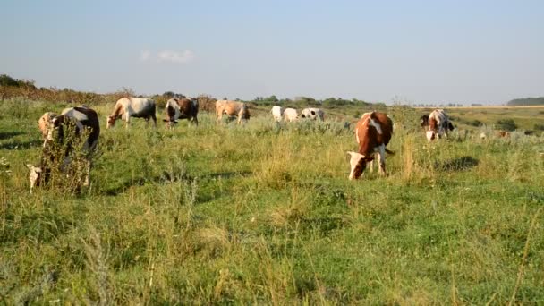 Troupeau de vaches broutant dans la prairie 