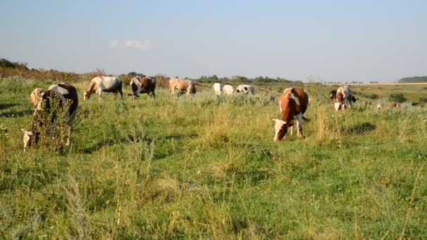 Troupeau de vaches broutant dans la prairie — Video