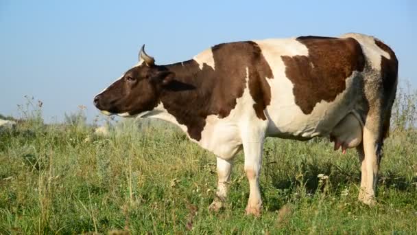 Vaca comendo grama na clareira — Vídeo de Stock