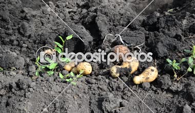 Adam bir kürekle patates topraktan yukarı digs