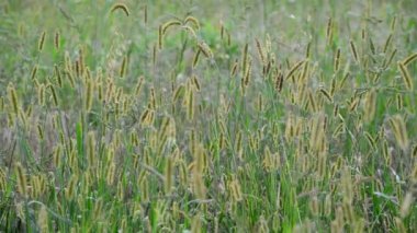 Rusya'nın Avrupa kısmı çayır çimen