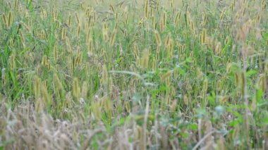 Rusya'nın Avrupa kısmı çayır çimen