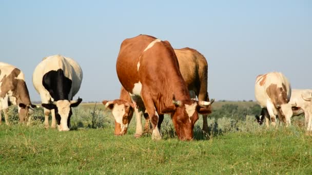 Motley cow nibbling the grass in meadow — Stock Video