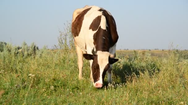 Cow eating grass on glade — Stock Video