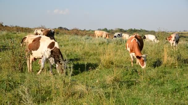 Rebaño de vacas pastando en el prado — Vídeo de stock