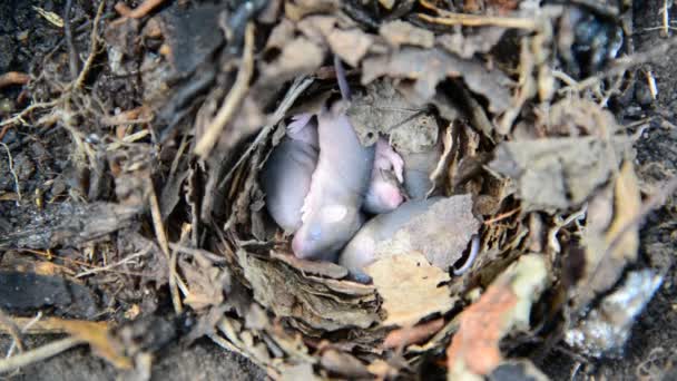 Yeni doğan küçük fareler yuvaya alanın — Stok video